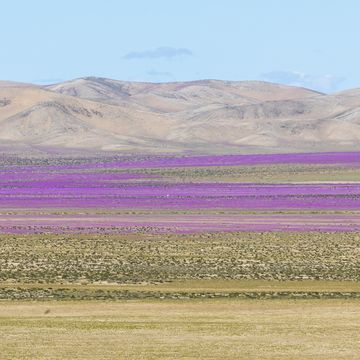 desierto florido in de atacama in chili zorgt voor bloeiende bloemen