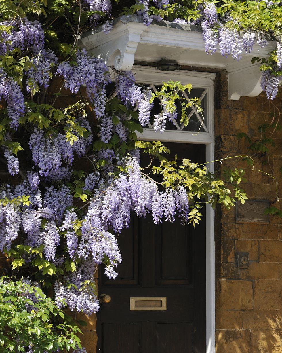 front garden ideas, wisteria growing around the door