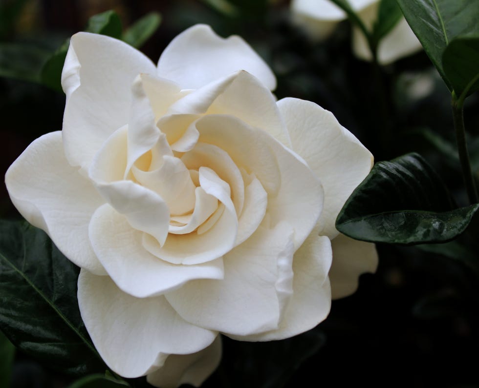 Front view of a single white gardenia on a dark background