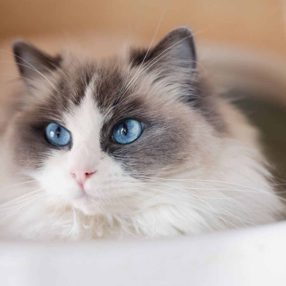 frontal portrait of a cat with blue eyes