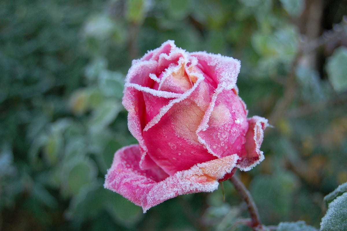 Prepare to plant: These are the last frost dates predicted in your area ...