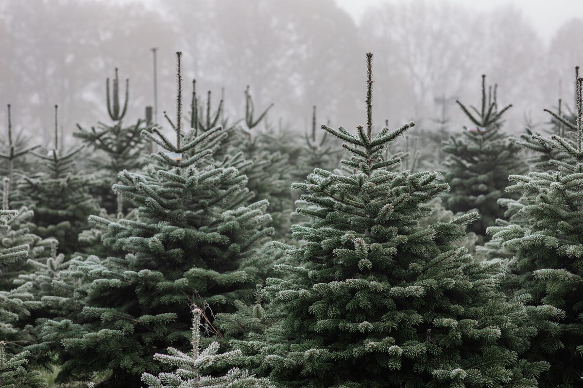  title: 'Which Type of Christmas Tree Should You Get? Here's What Experts Say'