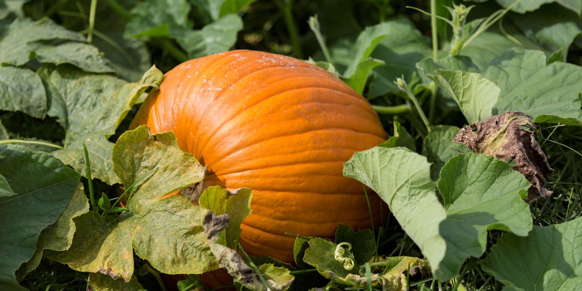 15 Best Fall Vegetables to Plant in 2023