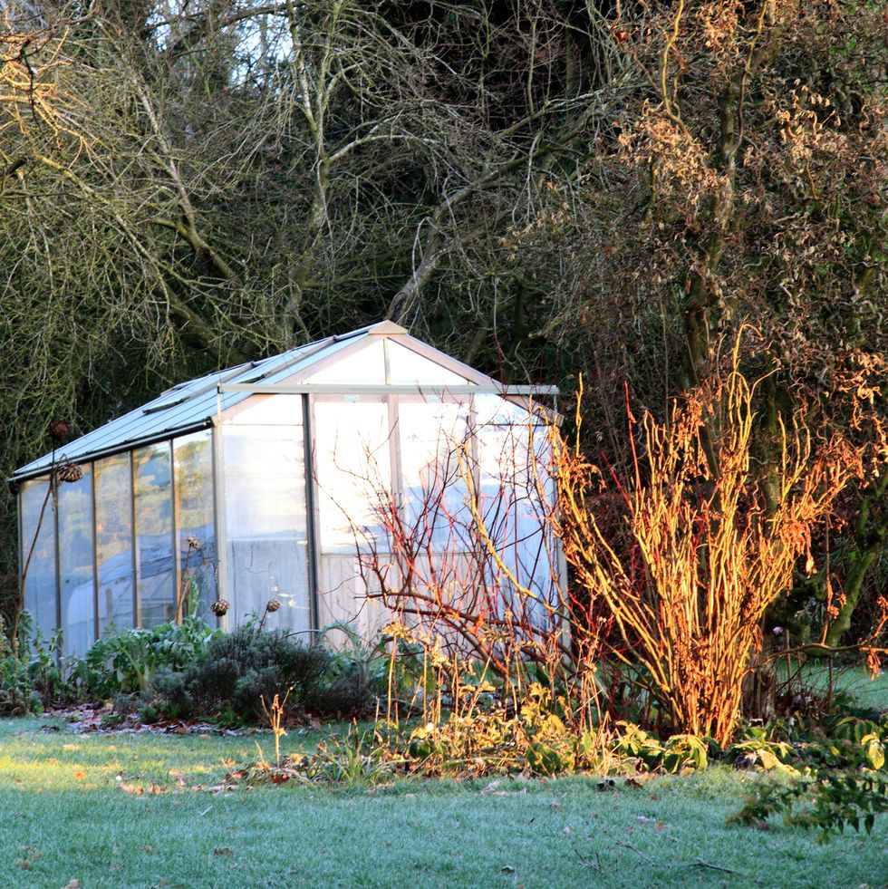 greenhouse in a winter garden