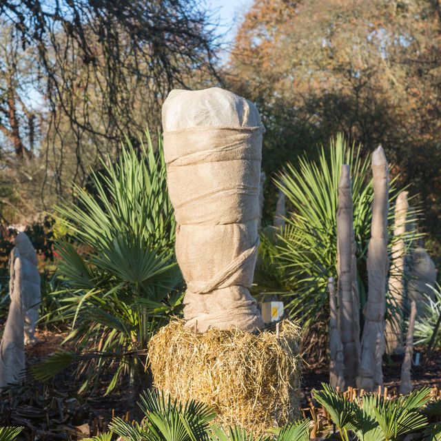 ec25tt trachycarpus 'wagnerianus' stems wrapped in hessian to insulate and protect from cold and frost damage in winter, rhs gardens wisley, surrey