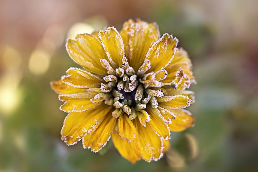 Frosted yellow Rudbeckia flower also known as Coneflower