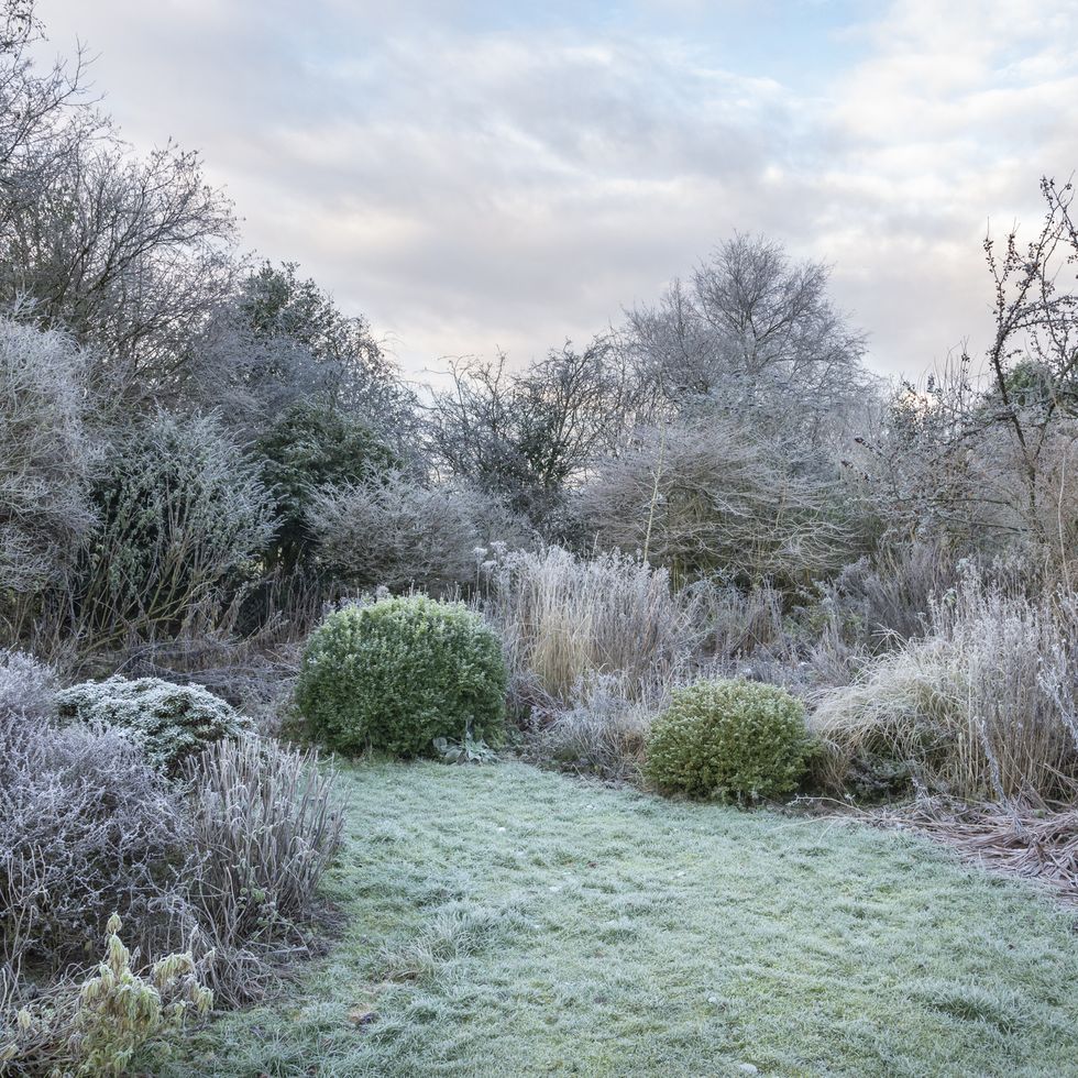 winter in an english cottage garden of mixed trees, shrubs and perennial plants