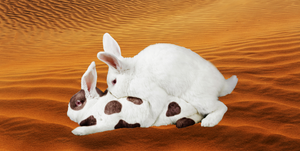 bunnies humping