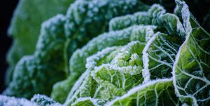 Close-Up Of Frozen Cabbage Growing Outdoors