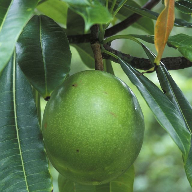 fruit du cerbera odollam, province du sarawak, borneo