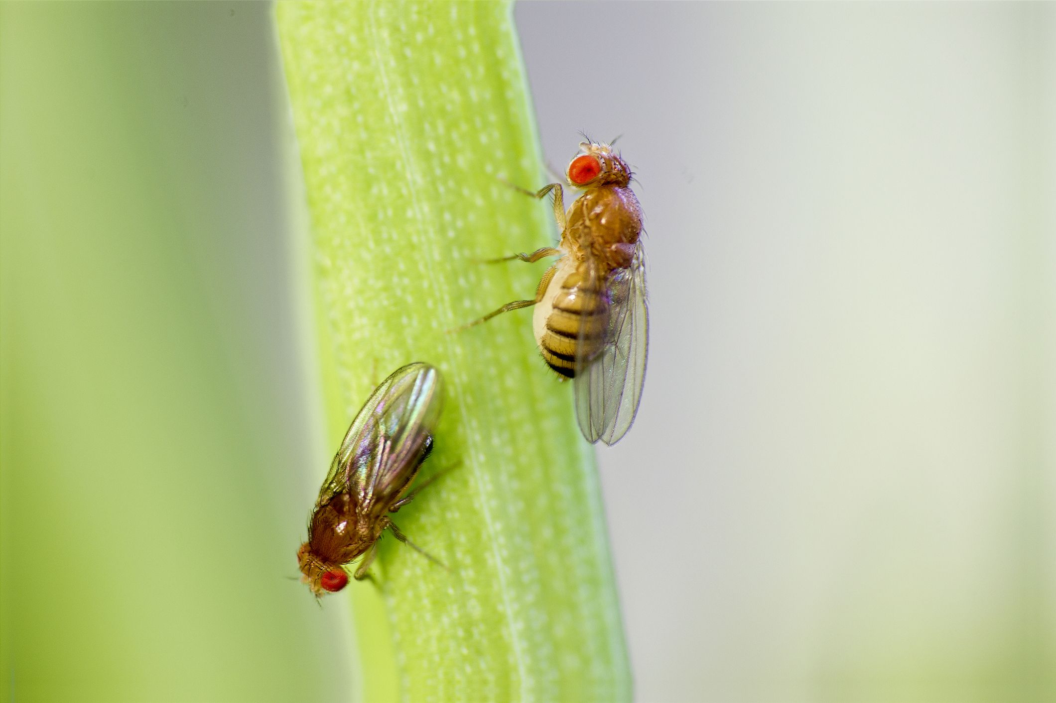 a macro shot of two fruit flies on a piece of produce, they have brown bodies and red eyes