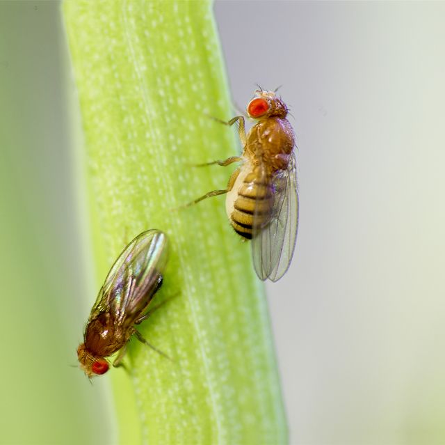 a macro shot of two fruit flies on a piece of produce, they have brown bodies and red eyes