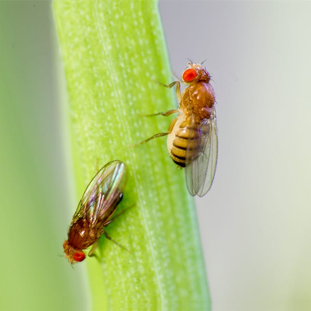 a macro shot of two fruit flies on a piece of produce, they have brown bodies and red eyes