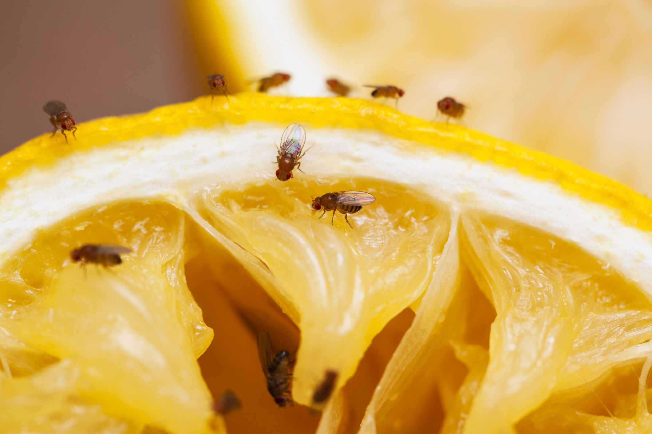 How To Get Rid Of Fruit Flies So They Never Come Back