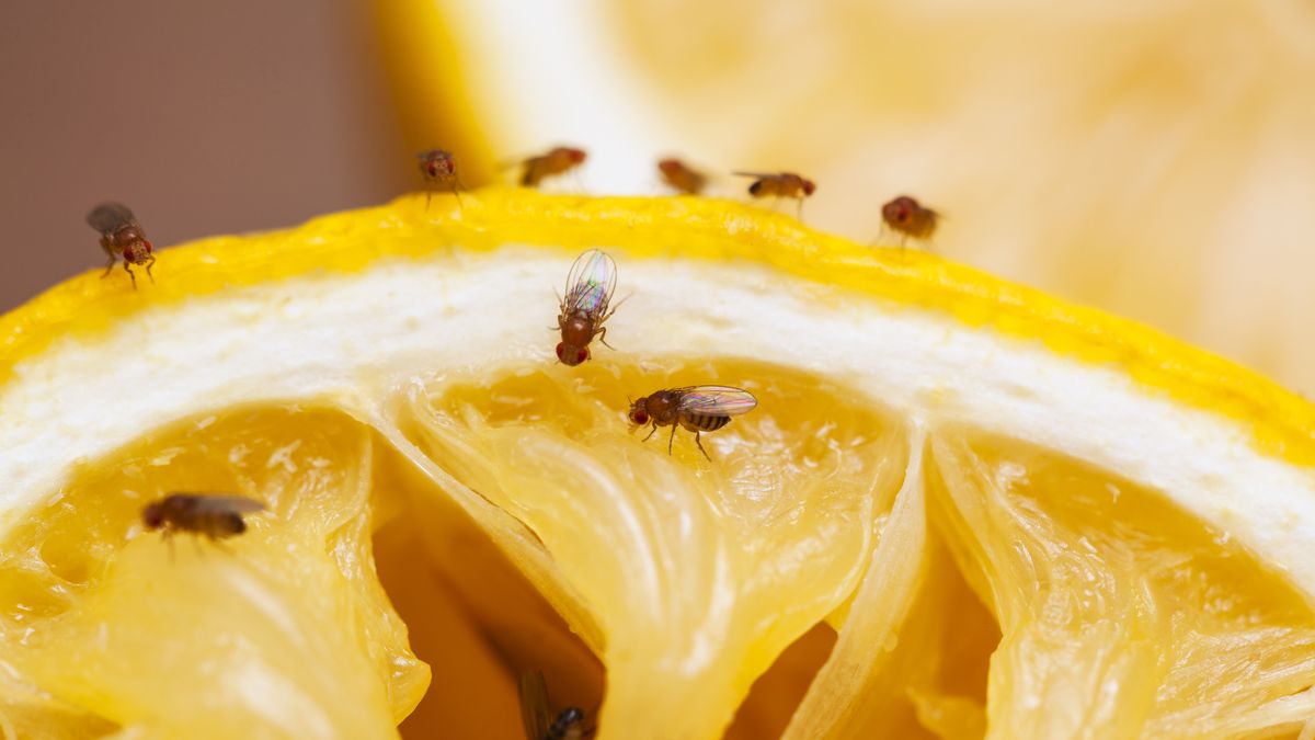 preview for These DIY Fruit Fly Traps Will Save Your Kitchen