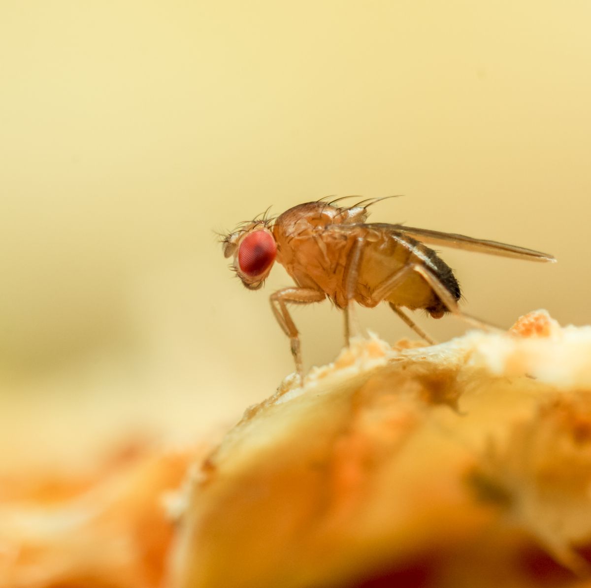 How to Kill Fruit Flies in Your Drain - How to Get Rid of Fruit Flies