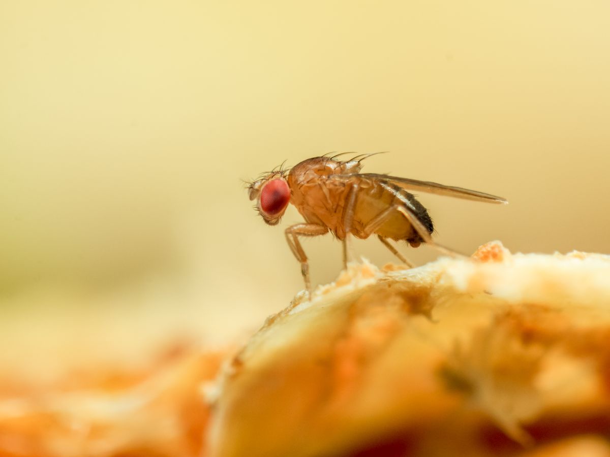 Expert Tips on How To Get Rid of Gnats and Fruit Flies