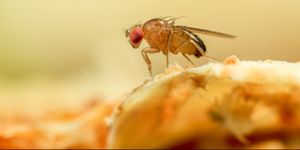 how to get rid of fruit flies, fruit fly image