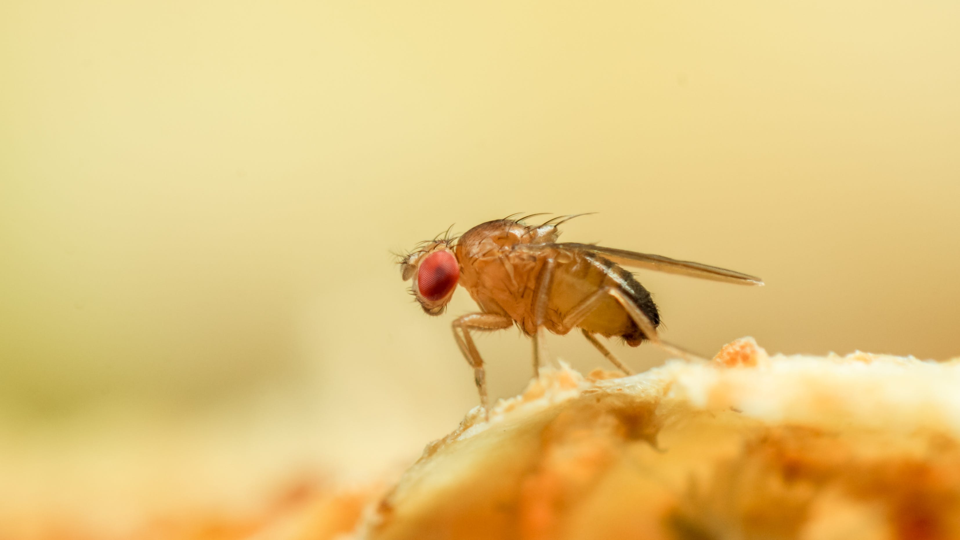 House flies: How to get rid of them 'really fast' - use apple cider vinegar