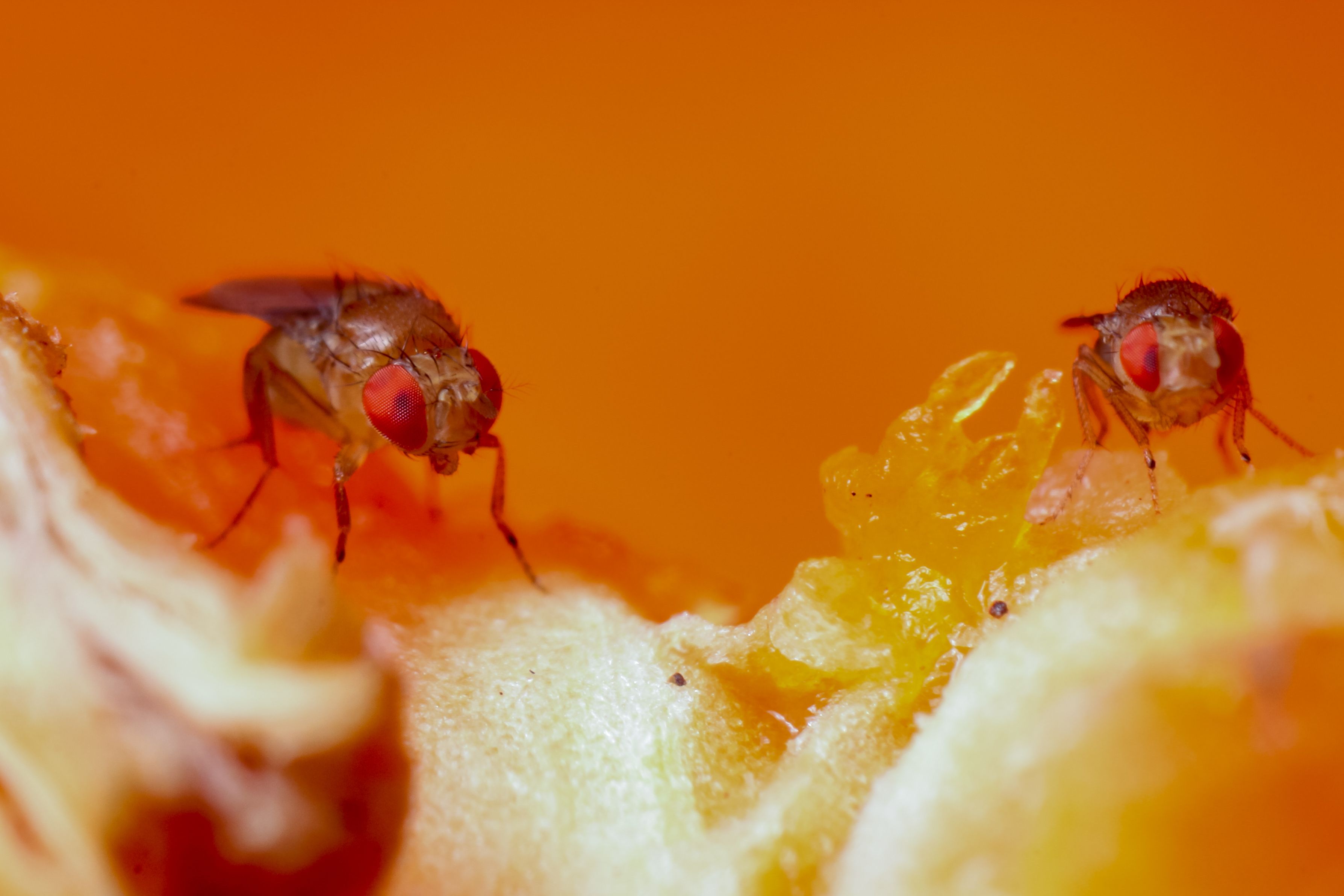 How to Get Rid of Fruit Flies pesky little things