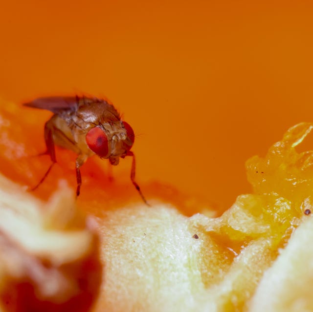 How to Get Rid of Fruit Flies