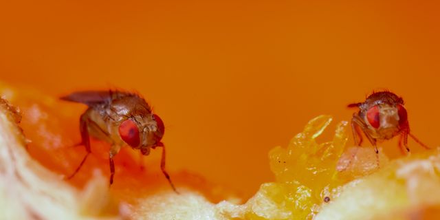 How to Get Rid of Fruit Flies  6 ways to Prevent Fruit Flies