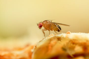 fruit fly details