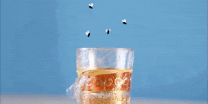 7 Genius Ways to Kill Fruit Flies