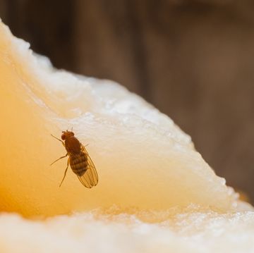 fruit fly