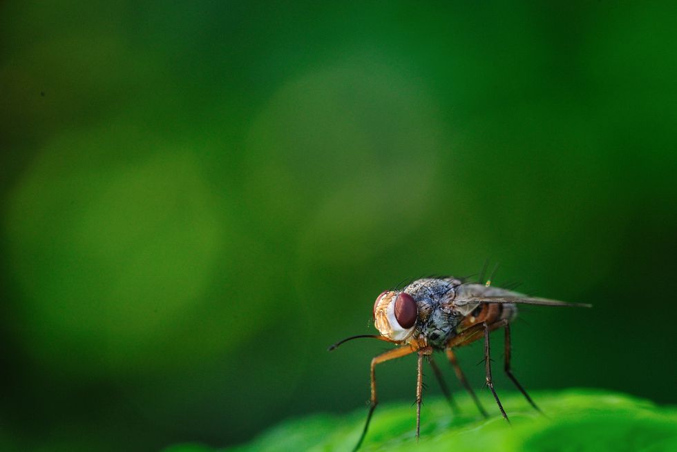 fruit fly
