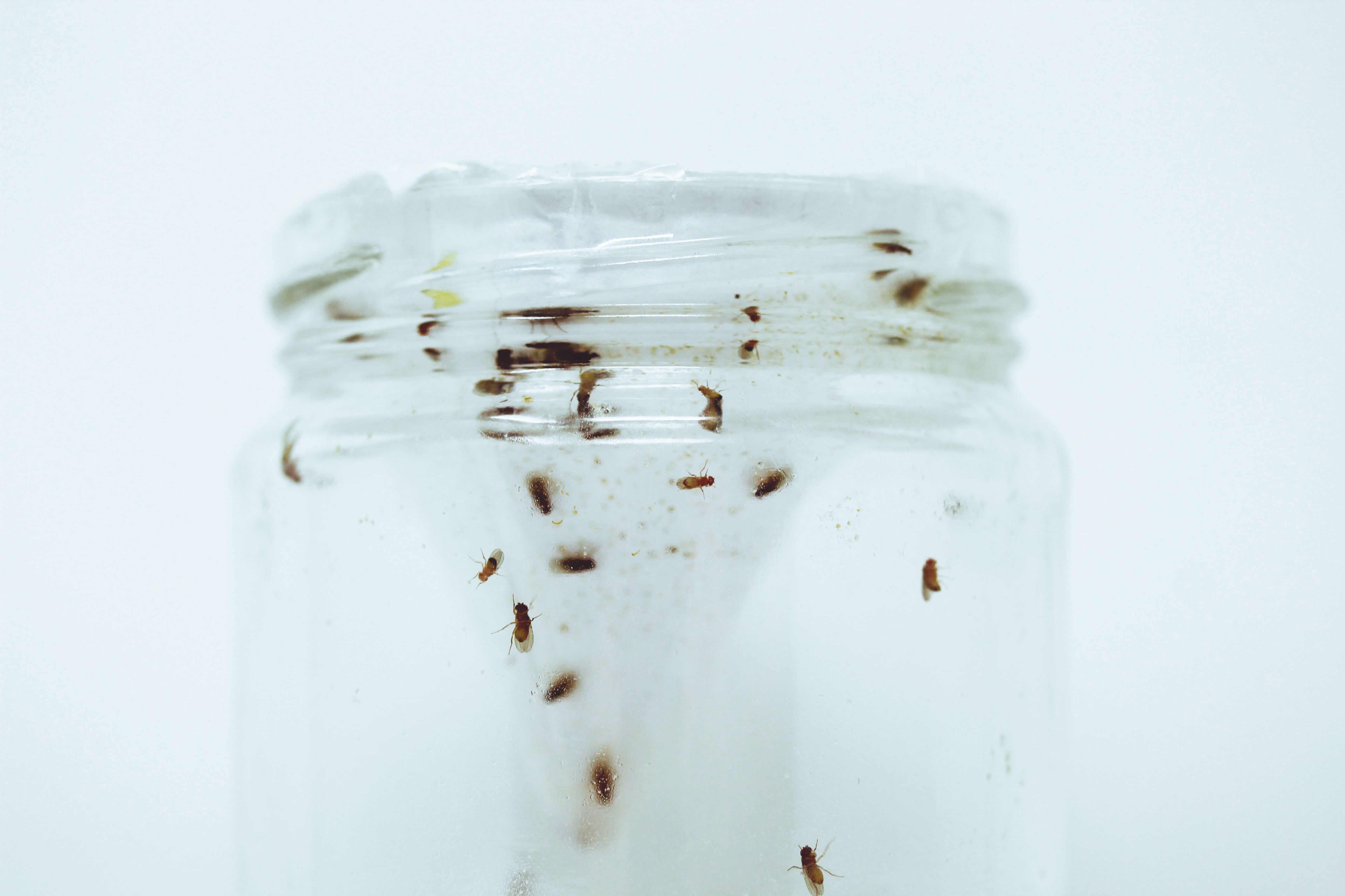 How to Get Rid of Fruit Flies