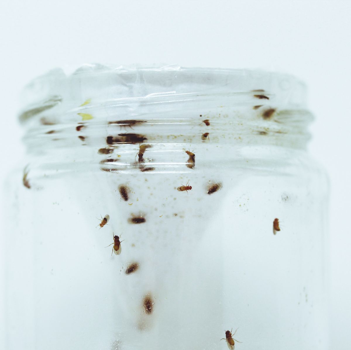 How to Get Rid of Fruit Flies: 5 Tips to Kill & Prevent Fruit Flies