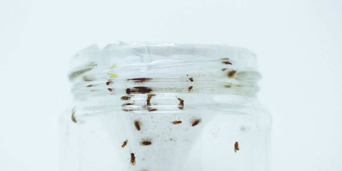 How to get rid of fruit flies naturally  Diy fruit fly trap, Fruit fly  trap diy, Fruit flies