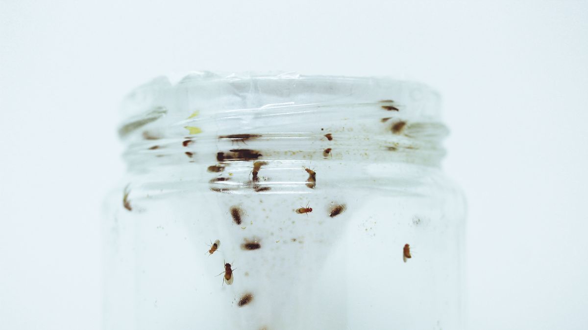 How to Get Rid of Fruit Flies Fast & Permanently: The Ultimate