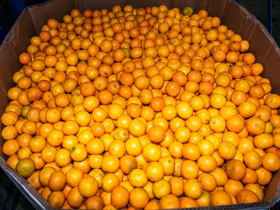 oranges available at the houston food bank