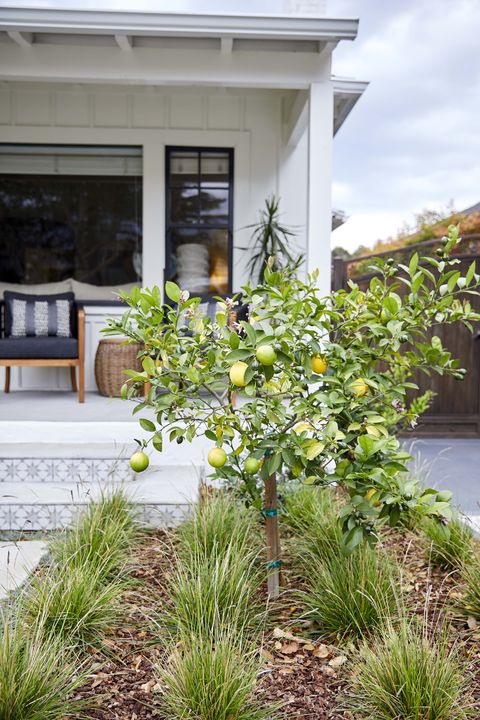front lawn with fruit tree