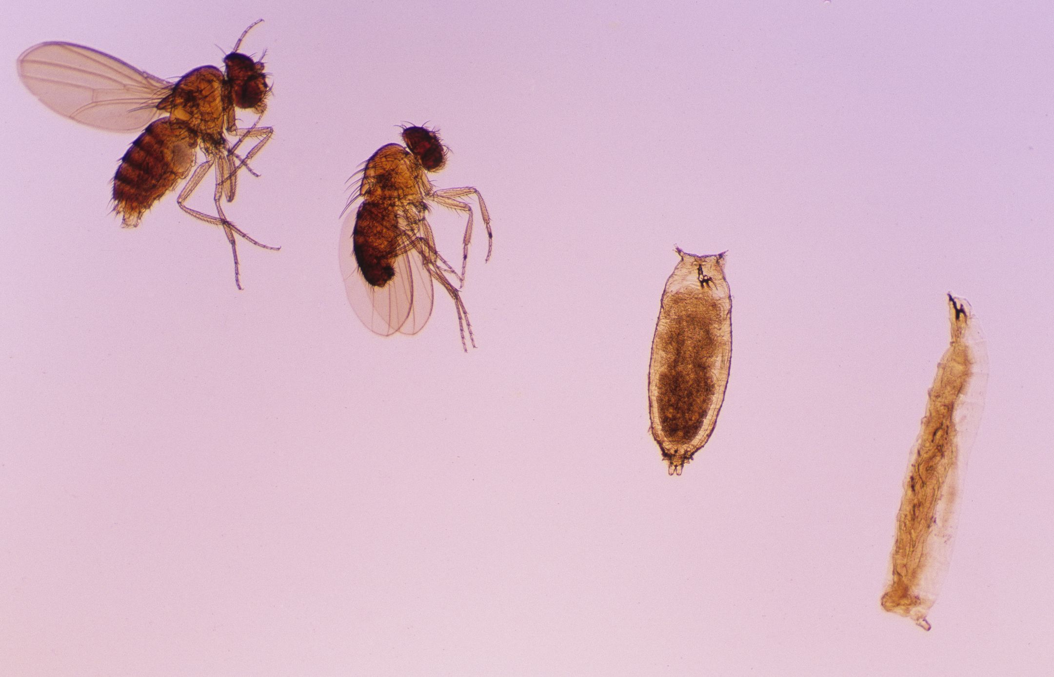Baby flies discount