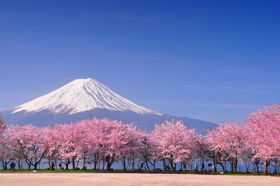 2020 holidays: Cherry blossom in Japan