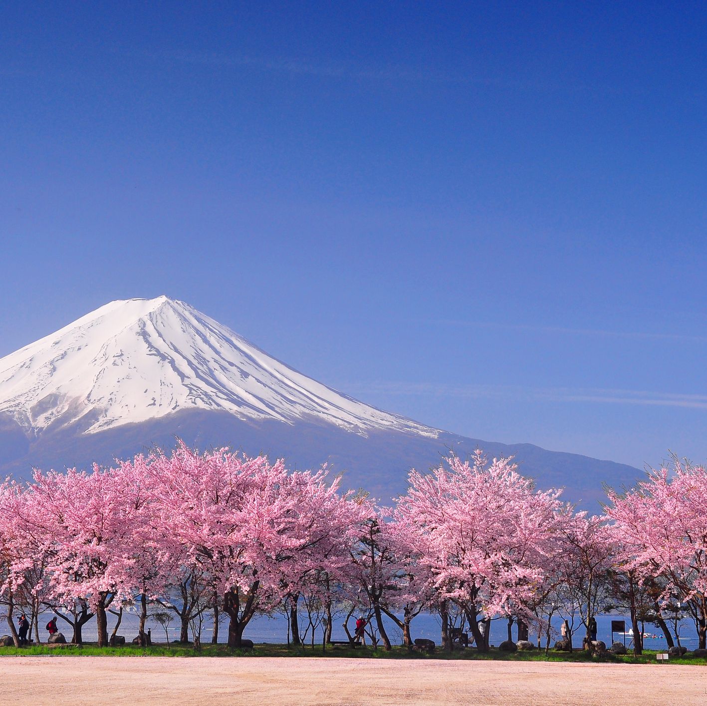 Sakura Bloom