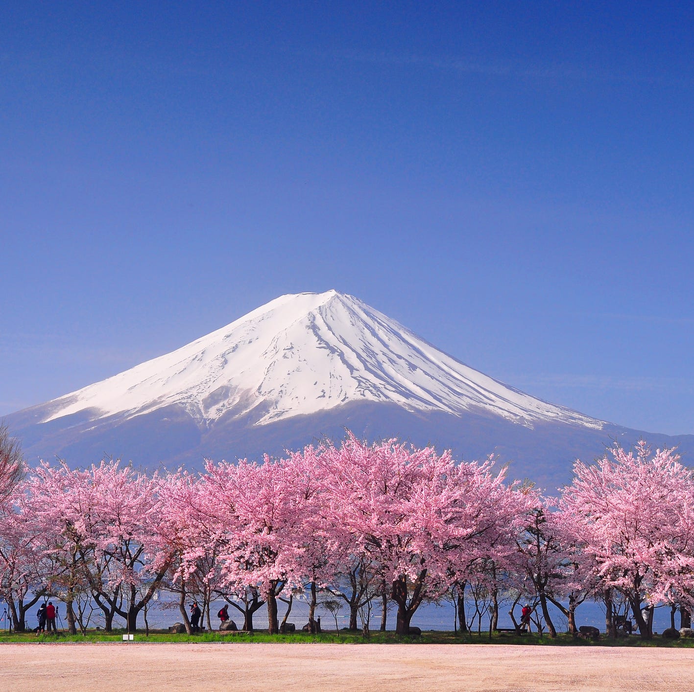 Japanese blossom