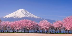 japanese cherry blossom   unusual things to know