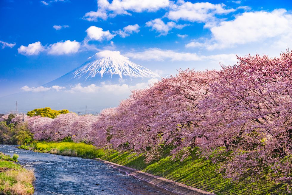 Fuji Mountain in Spring