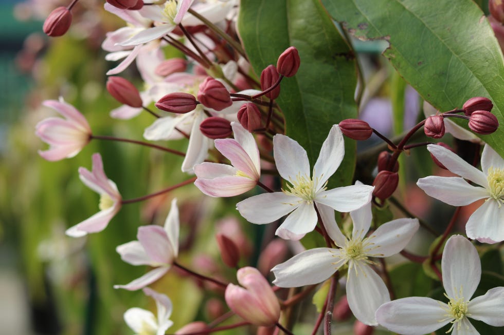 Full screen image of Clematis armandii