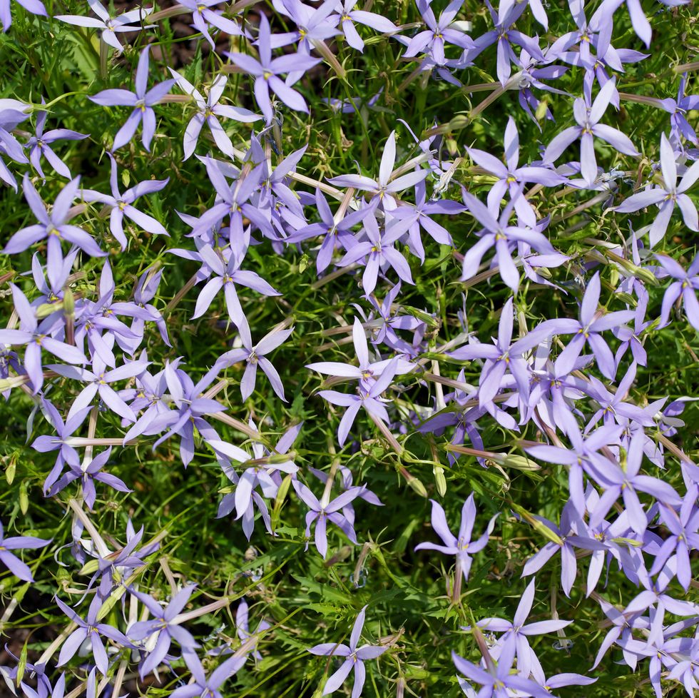 full frame of blue star flowers isotoma axillaris