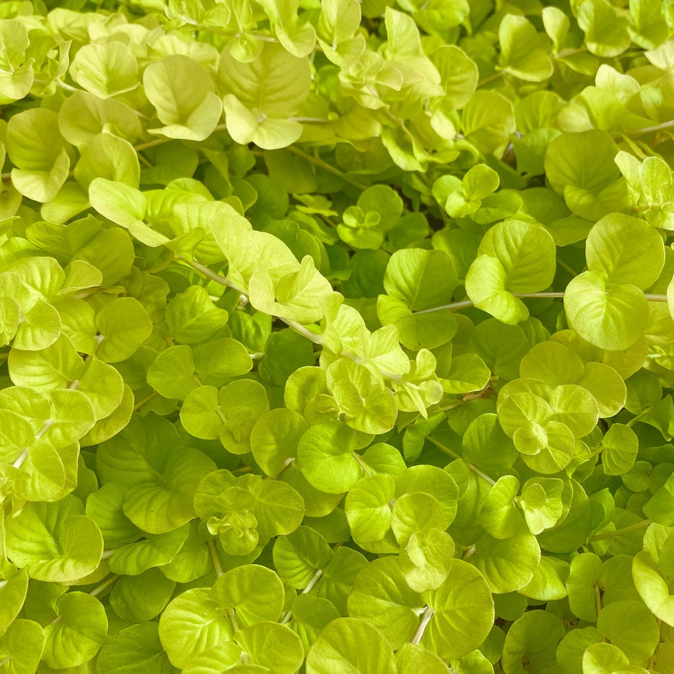 full frame of creeping jenny