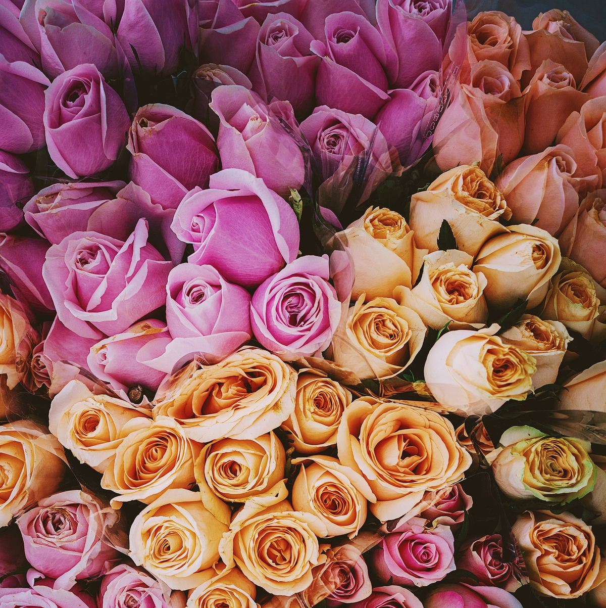 11 Rose Colors and Meanings to Know Before Sending a Bouquet