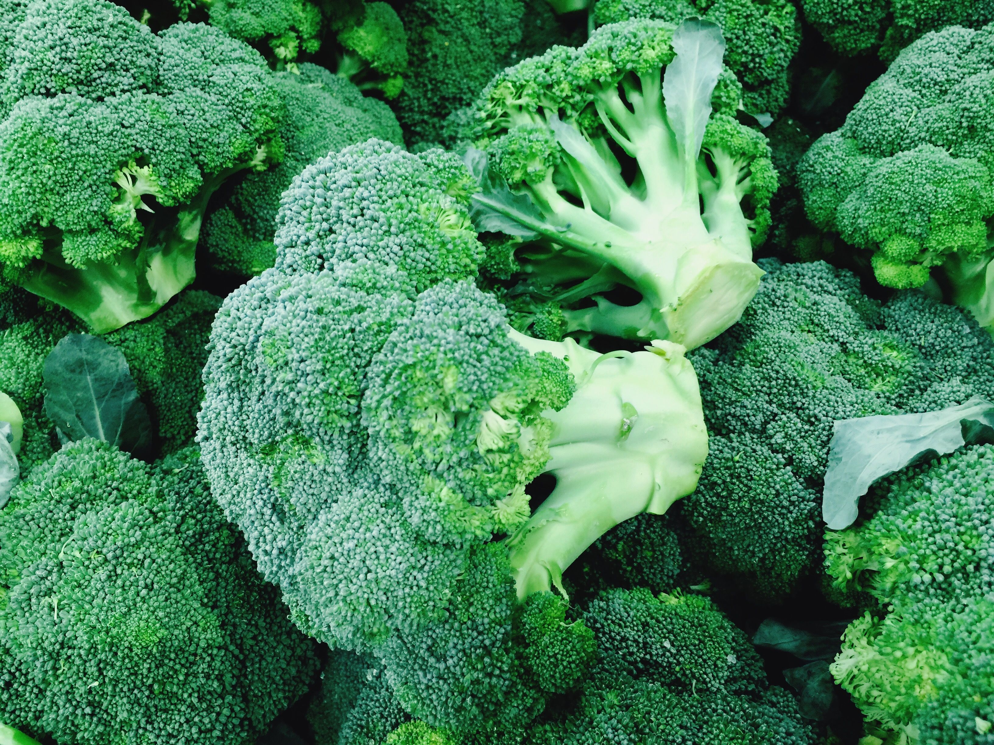 broccoli plant