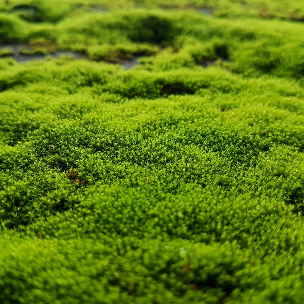 full frame shot of fresh moss
