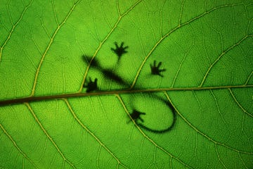 full frame shot of green leaf,cairns,queensland,australia