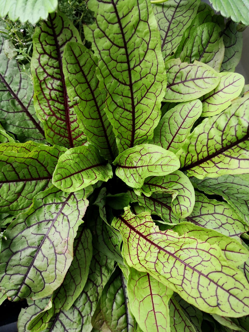 full frame shot of green leaf